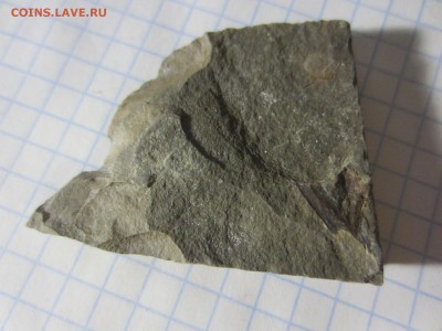 Окаменелая флора Палеозоя, до 07.08.2019 22:00 мск - IMG_9618.JPG