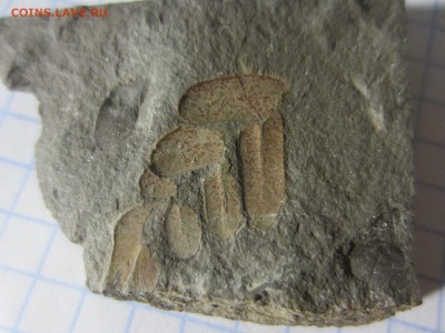 Окаменелая флора Палеозоя, до 07.08.2019 22:00 мск - IMG_9617.JPG