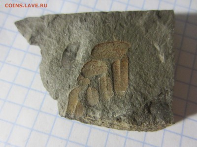 Окаменелая флора Палеозоя, до 07.08.2019 22:00 мск - IMG_9616.JPG