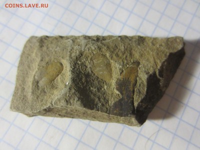 Окаменелая флора Палеозоя, до 07.08.2019 22:00 мск - IMG_9621.JPG