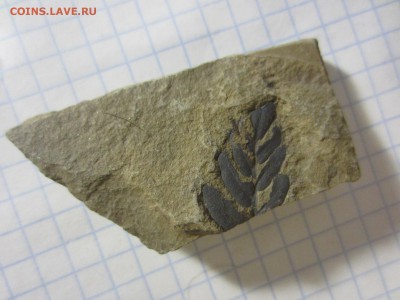 Окаменелая флора Палеозоя, до 07.08.2019 22:00 мск - IMG_9619.JPG