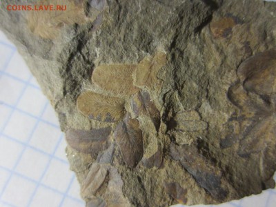 Окаменелая флора Палеозоя, до 07.08.2019 22:00 мск - IMG_9623.JPG