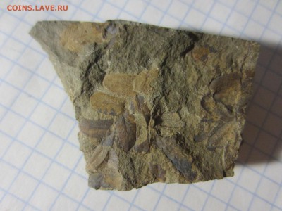 Окаменелая флора Палеозоя, до 07.08.2019 22:00 мск - IMG_9622.JPG