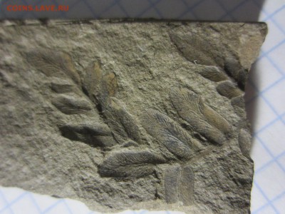 Окаменелая флора Палеозоя, до 07.08.2019 22:00 мск - IMG_9627.JPG