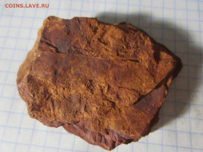 Сигиллярия, около 315 млн. лет., до 07.08.2019 22:00 мск - IMG_8368.JPG