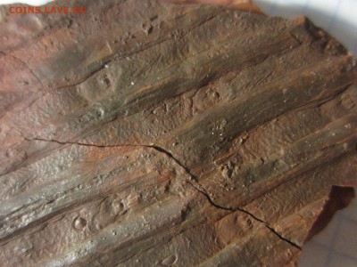 Сигиллярия, около 315 млн. лет., до 07.08.2019 22:00 мск - IMG_8367.JPG