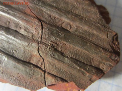 Сигиллярия, около 315 млн. лет., до 07.08.2019 22:00 мск - IMG_8366.JPG