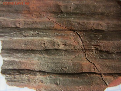 Сигиллярия, около 315 млн. лет., до 07.08.2019 22:00 мск - IMG_8365.JPG