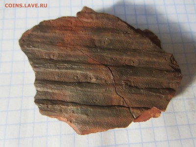 Сигиллярия, около 315 млн. лет., до 07.08.2019 22:00 мск - IMG_8364.JPG