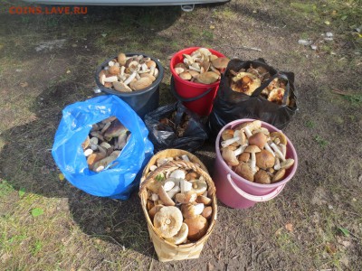 делает - прямо сейчас !!! - IMG_9234.JPG