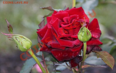 ФОТО - просто фото. Те что получились удачными. - Роза