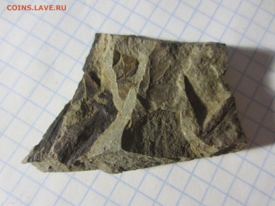 Окаменелая флора Палеозоя, до 17.08.2019 22:00 мск - IMG_9624.JPG