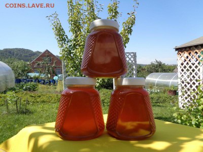 Дягиль - DSC04397.JPG