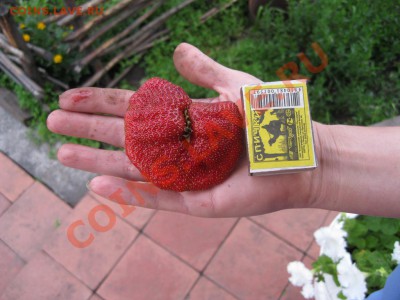 делает - прямо сейчас !!! - IMG_0194.JPG