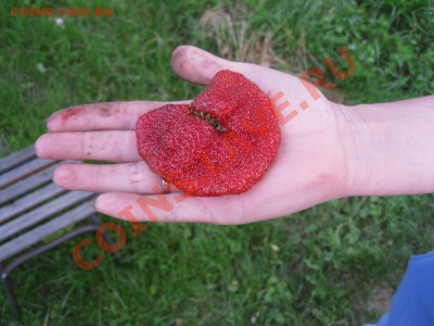 делает - прямо сейчас !!! - IMG_0193.JPG