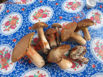 делает - прямо сейчас !!! - IMG_0191.JPG