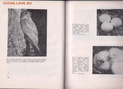 Жизнь сов 1977 г. до 03.09.19 г. в 23.00 - 014