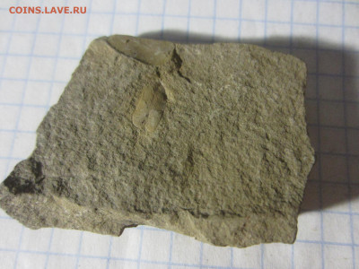 Окаменелая флора Палеозоя, до 17.09.2019 22:00 мск - IMG_4145.JPG