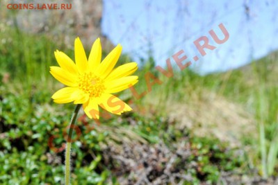 ФОТО - просто фото. Те что получились удачными. - макро_1