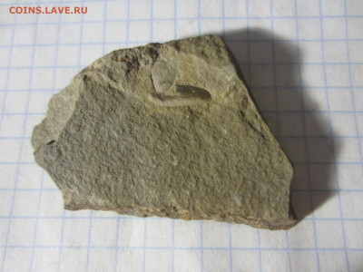 Окаменелая флора Палеозоя, до 23.09.2019 22:00 мск - IMG_4139.JPG