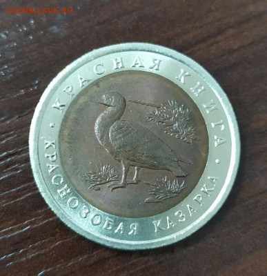 КРАСНАЯ КНИГА КРАСНОЗОБАЯ КАЗАРКА ДО 30.09.2019 В 22.22 МСК - казарка-