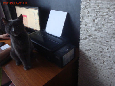 Какой у вас принтер? - DSC08588-min.JPG