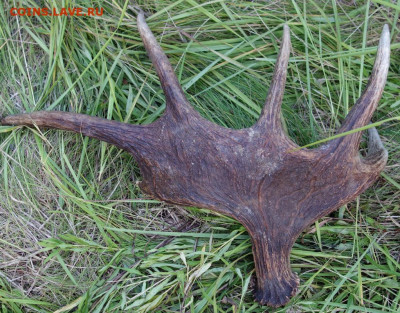 Рог лося до 18-10-2019 - DSC00494_новый размер.JPG