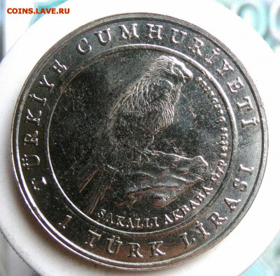 Турция 1 лира 2009 года Орел Могильник до 18.10.2019 - IMG_20190719_181204