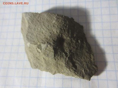 Окаменелая флора Палеозоя, до 26.10.2019 22:00 мск - IMG_4136.JPG