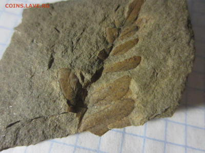 Окаменелая флора Палеозоя, до 26.10.2019 22:00 мск - IMG_4135.JPG