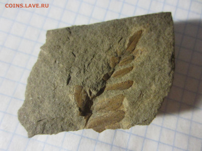 Окаменелая флора Палеозоя, до 26.10.2019 22:00 мск - IMG_4134.JPG