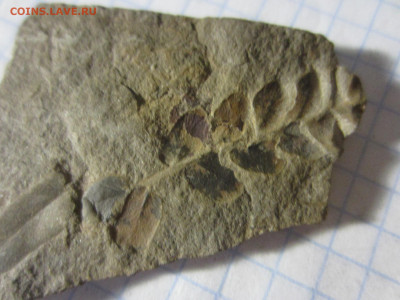 Окаменелая флора Палеозоя, до 26.10.2019 22:00 мск - IMG_4138.JPG