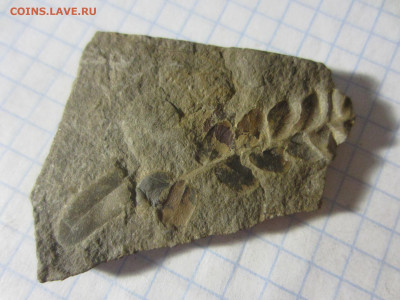 Окаменелая флора Палеозоя, до 26.10.2019 22:00 мск - IMG_4137.JPG