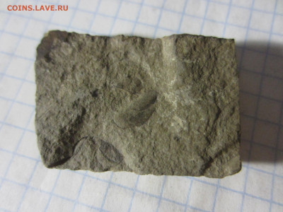 Окаменелая флора Палеозоя, до 26.10.2019 22:00 мск - IMG_4142.JPG