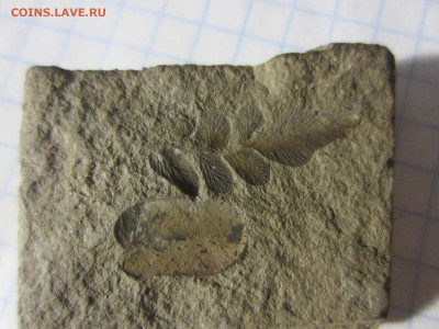 Окаменелая флора Палеозоя, до 26.10.2019 22:00 мск - IMG_4141.JPG