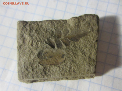 Окаменелая флора Палеозоя, до 26.10.2019 22:00 мск - IMG_4140.JPG