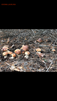 Любители "тихой охоты" есть? Все сюда :) - Screenshot_2019-10-25-10-08-32