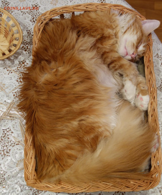 Любите ли вы кошек? - DSC07830.JPG