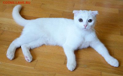 Любите ли вы кошек? - Бонни 1
