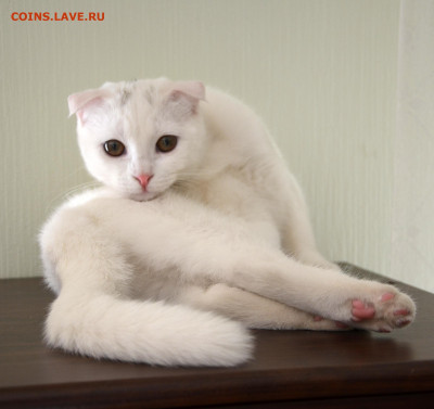 Любите ли вы кошек? - Бонни 3