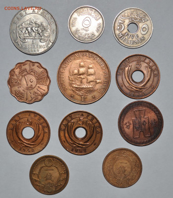 Африкано-Азиатская солянка,нечастая.7.11.2019 22.00 - 3.JPG