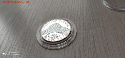 Красная книга 1 Рубль 2004 Амурский лесной кот до 11.11 - IMG_20191105_155648