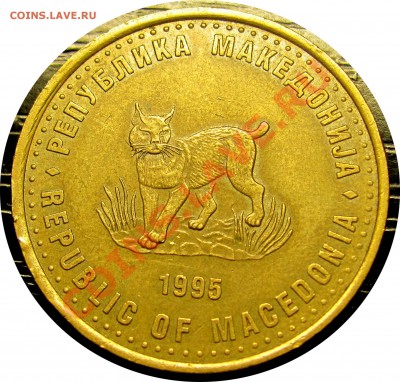 B79 Македония 5 денаров 1995 F.A.O. (рысь) до 03.08 в 22°° - B79 Macedonia 5 d FAO 1995_2