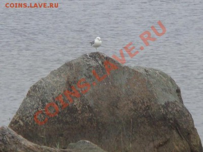 ФОТО - просто фото. Те что получились удачными. - DSC02283.JPG