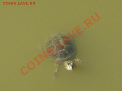 ФОТО - просто фото. Те что получились удачными. - DSC02079.JPG
