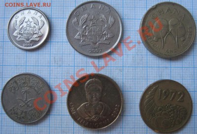 ЭКЗОТИКА!!! МНОГО ВСЯКОЙ РАЗНОЙ!!! ПОСТОЯННОЕ ПОПОЛНЕНИЕ !!! - 115-120-2.JPG