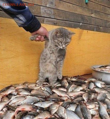 юмор - i
