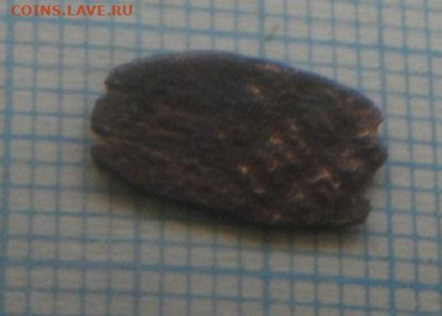 чешуйки на определение - IMGP3356.JPG