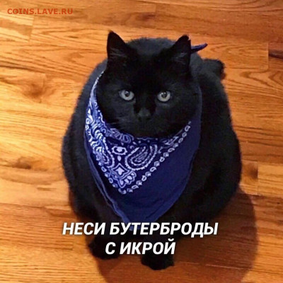 делает - прямо сейчас !!! - _1PnycuCIKs