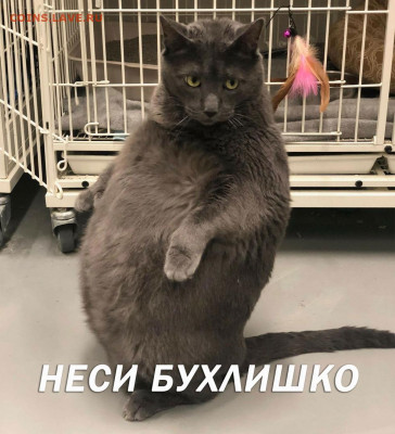делает - прямо сейчас !!! - mLpdPgRNj0Q